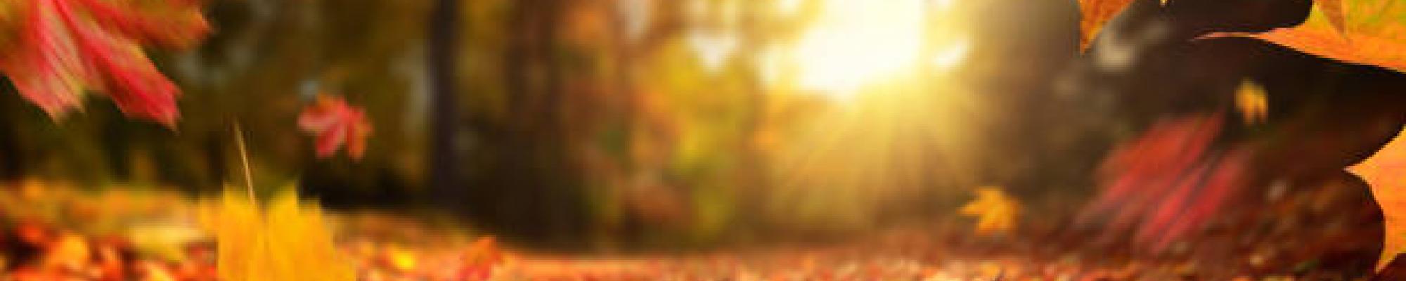 autumn leaves